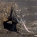 dragon_komodo_hsb_rinca_v_2362_kom4731.jpg